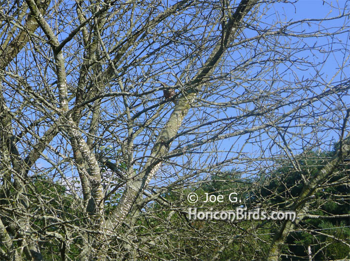 Original passenger pigeon against blue sky by Joe G, file size reduced without enhancements