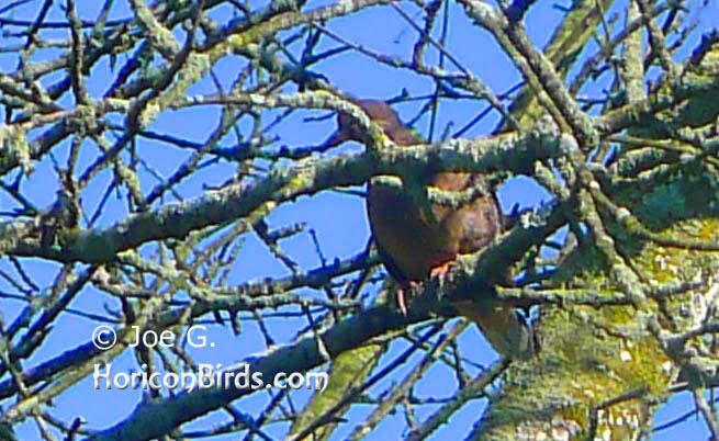 Passenger pigeon picture #8 by Joe G., with high saturation to boost colors