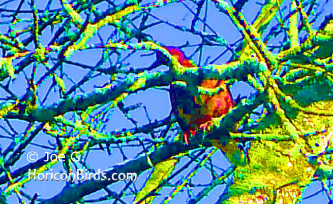 Passenger pigeon picture #8 by Joe G., with high saturation at highest level