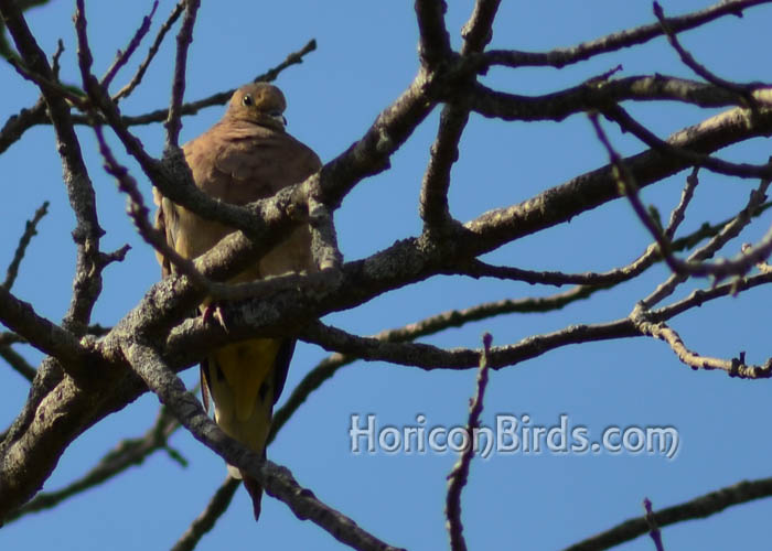 Mourning dove at White River Marsh, photo by Pam Rotella