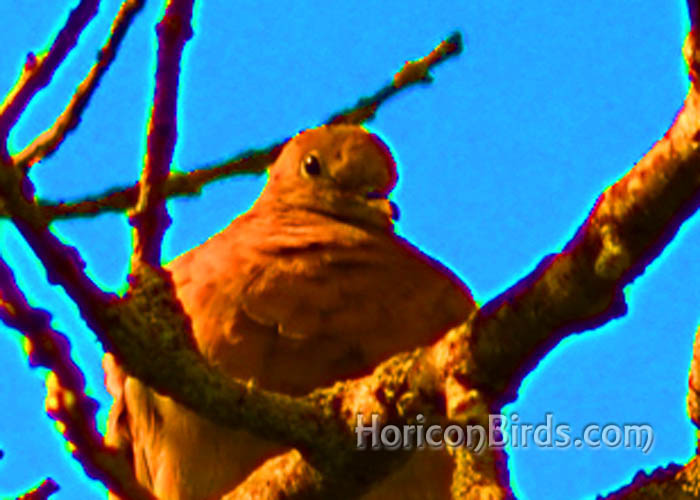 Mourning dove at White River Marsh with high color saturation, photo by Pam Rotella