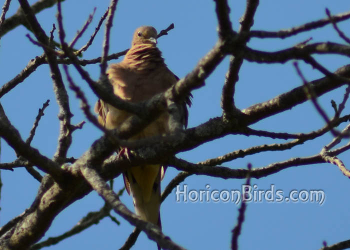 Mourning dove at White River Marsh, photo by Pam Rotella