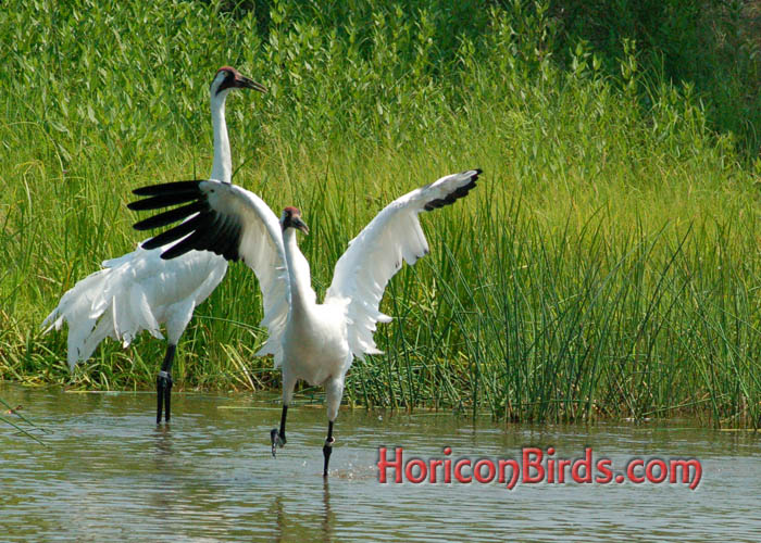 Whooping Cranes dancing at ICF in Baraboo, Wisconsin.  Photo by Pam Rotella