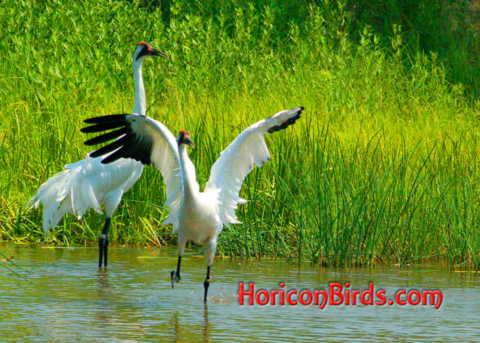 Saturation boosted in this photos of dancing Whooping Cranes at ICF, photo by Pam Rotella
