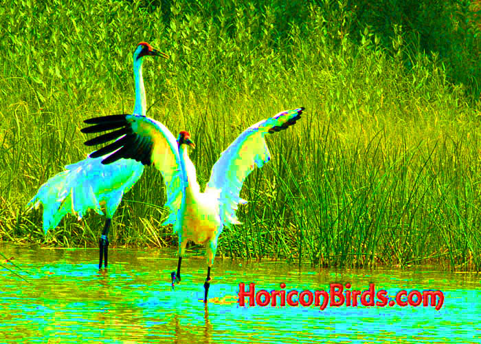 Whooping Cranes dancing at ICF in Baraboo, Wisconsin, photo by Pam Rotella