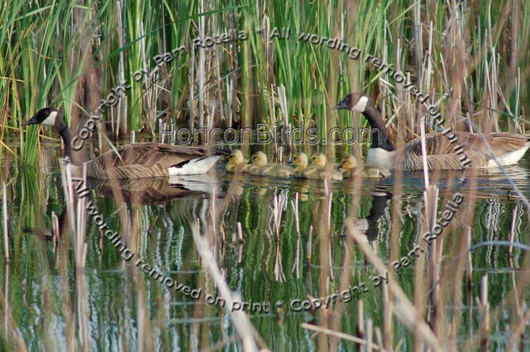 Canada Geese and chicks, photo by Pam Rotella