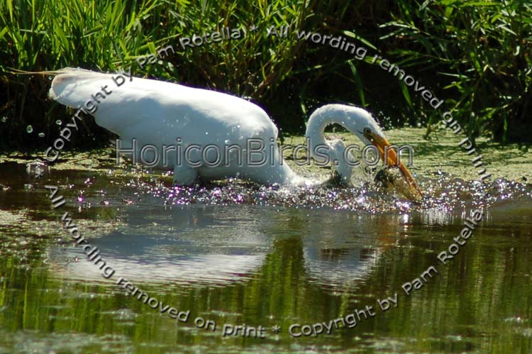 Great egret catching a fish, photo by Pam Rotella