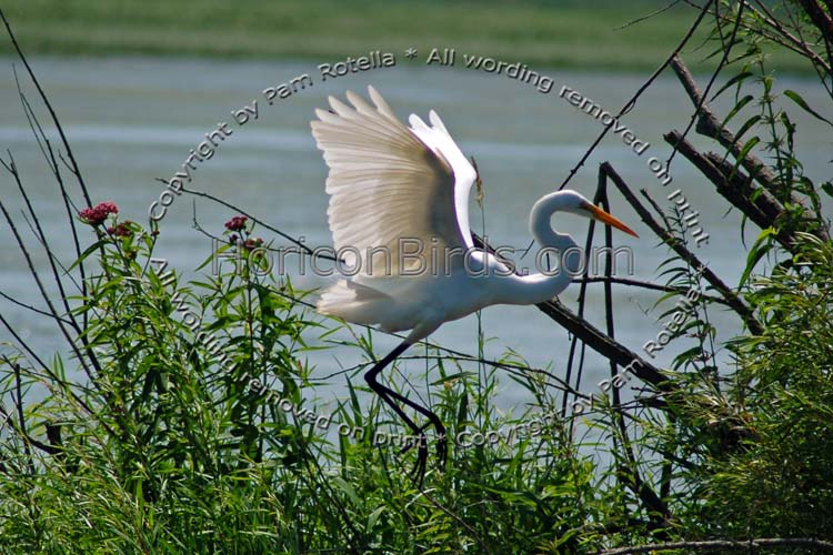 Great egret with backlit wings, photo by Pam Rotella