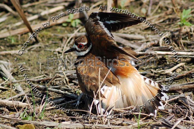 Killdeer performs 'broken wing dance, photo by Pam Rotella'
