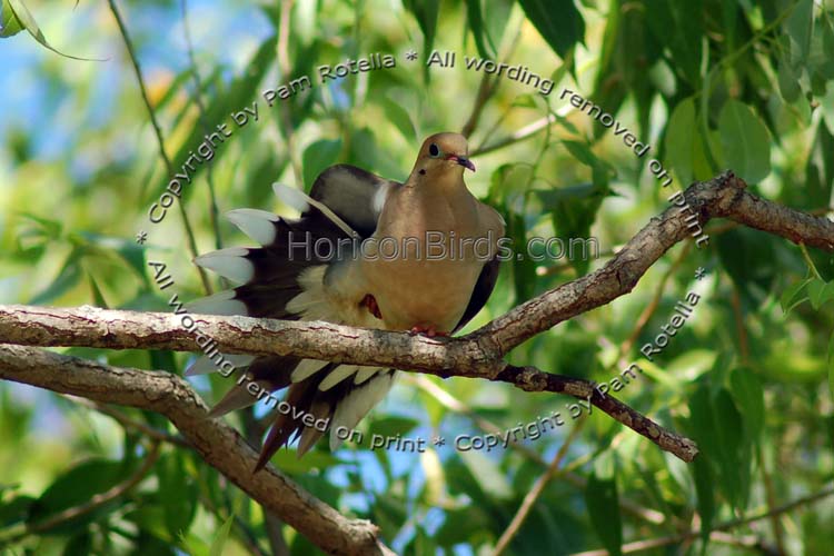 Mourning dove displays tail feathers, photo by Pam Rotella