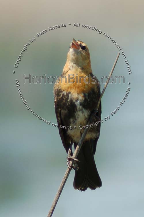 Yellow-headed blackbird juvenile, photo by Pam Rotella